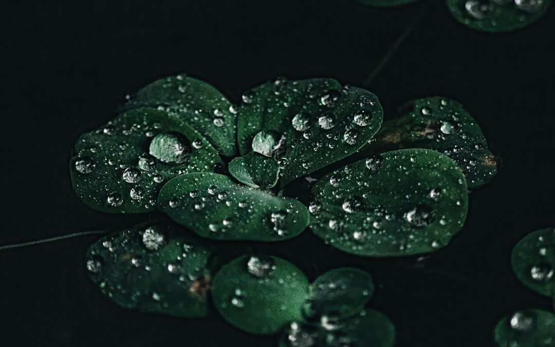 Photo Prescription pad