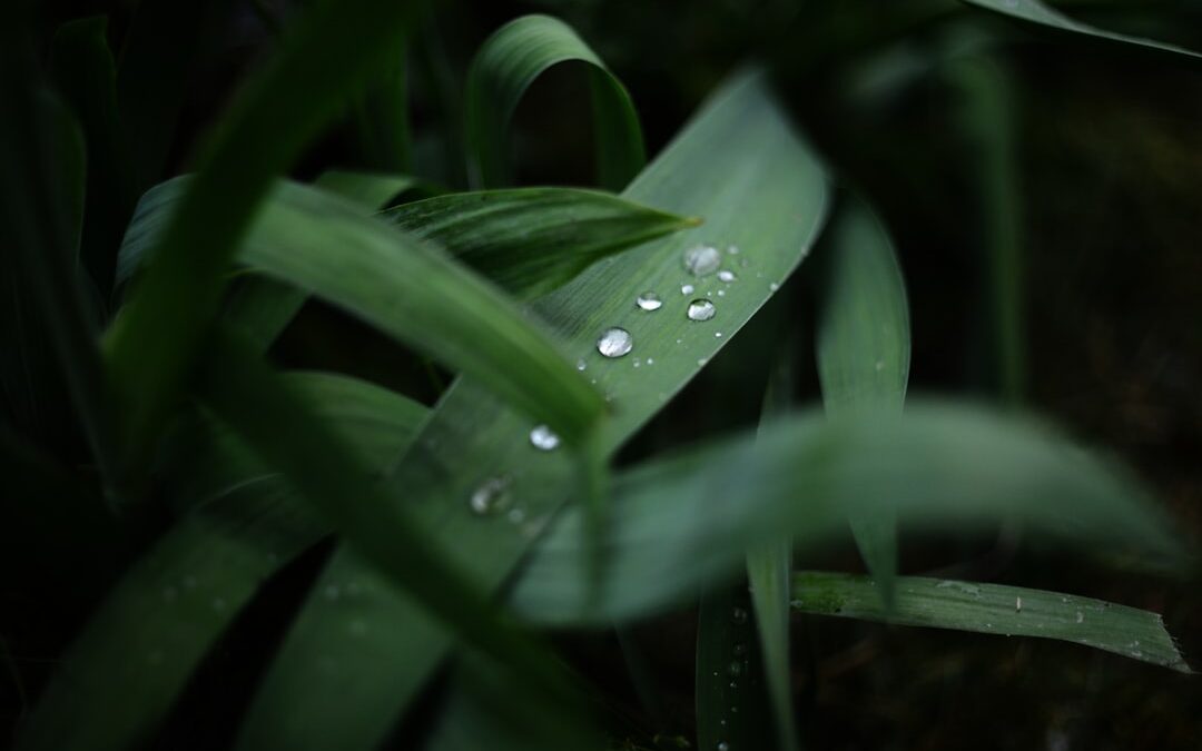 Photo Allergy relief