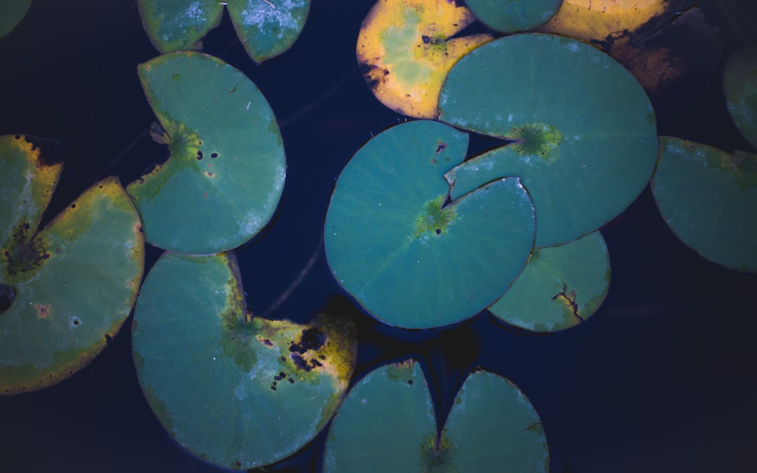 Photo Prescription pad