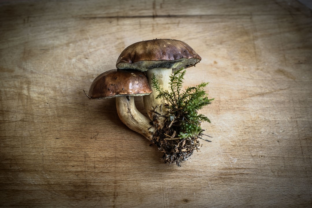 Photo Gombaellenes tabletták: Mushroom tablets