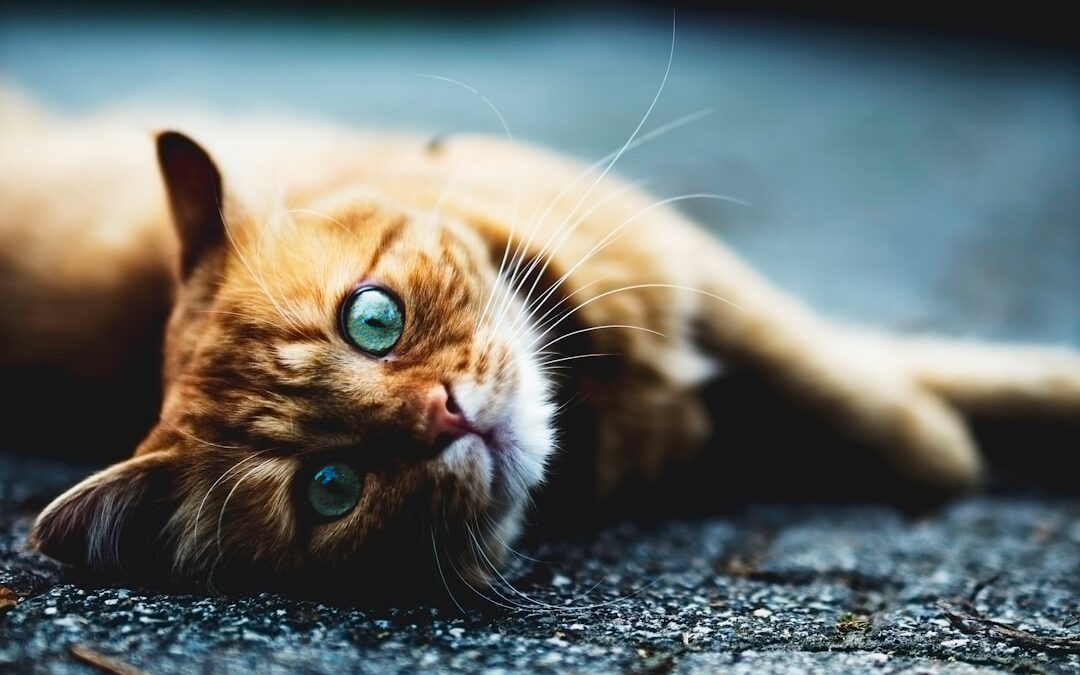 Photo Pet flea collar