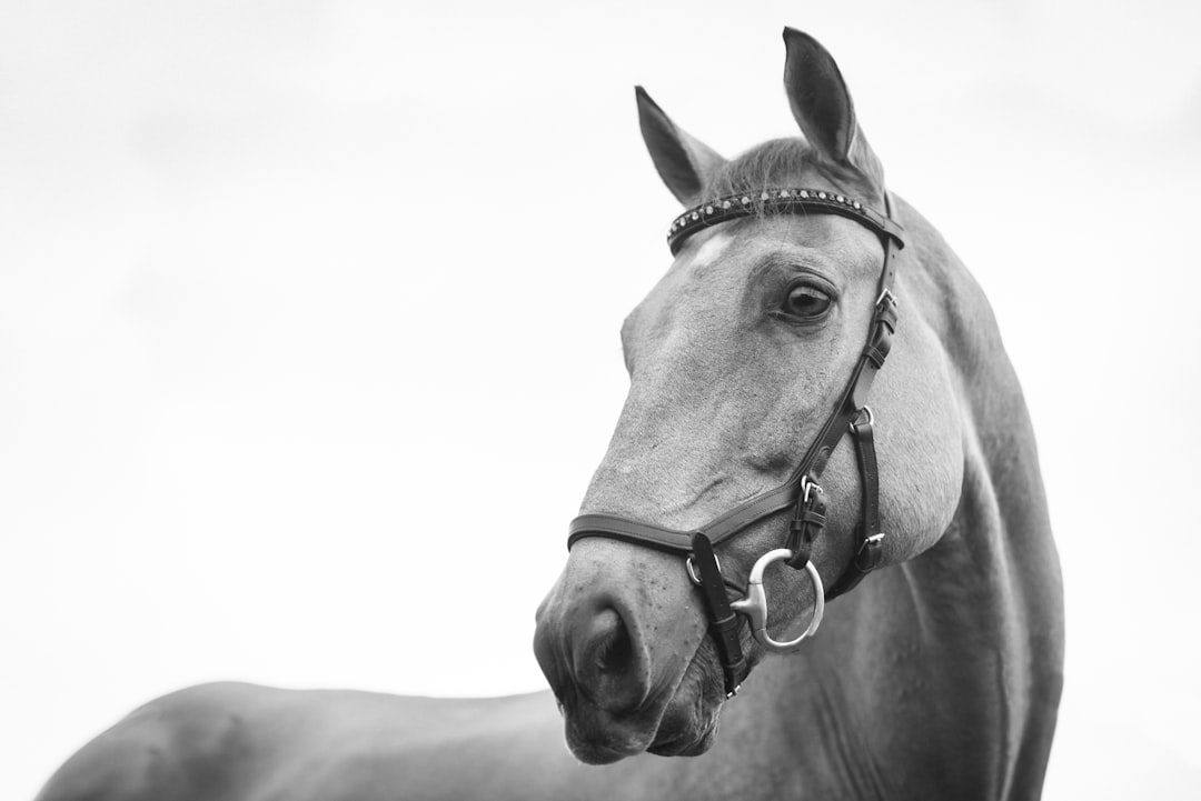 Photo Horse paste