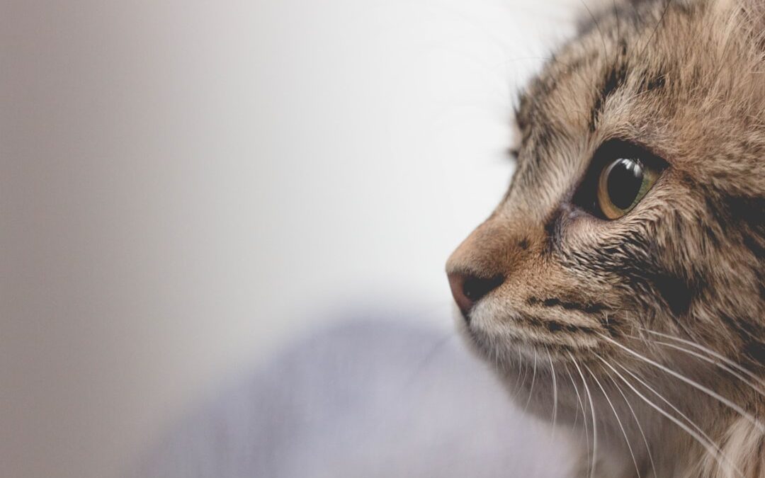 Photo Cat receiving injection