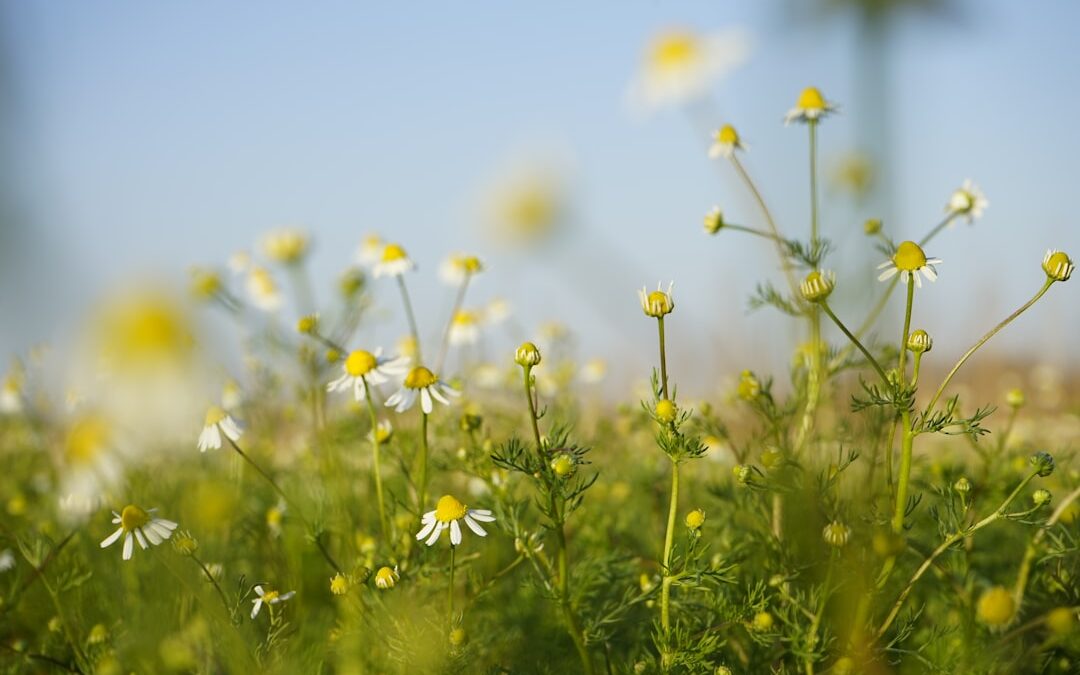 Photo Herbal supplements