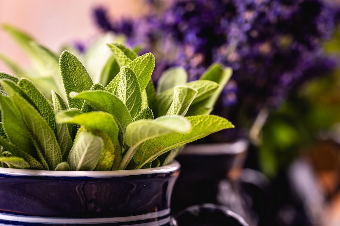 Photo Hormone-balancing herbs