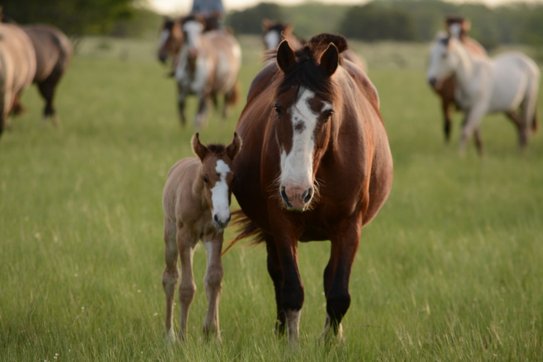 Photo Horse paste