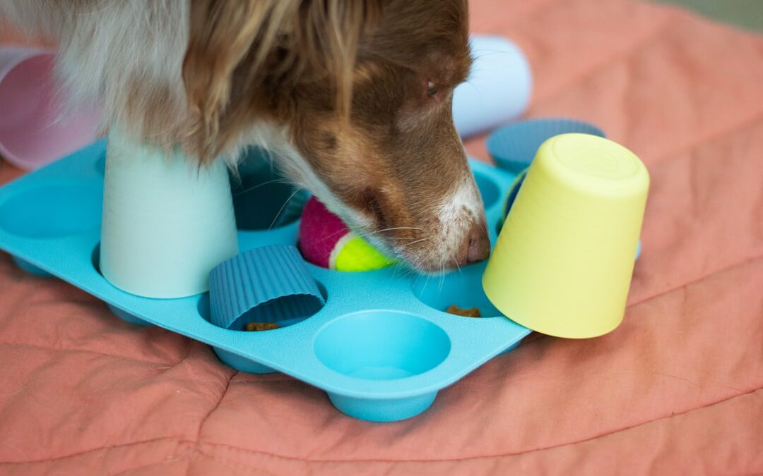 Photo Dog with medication