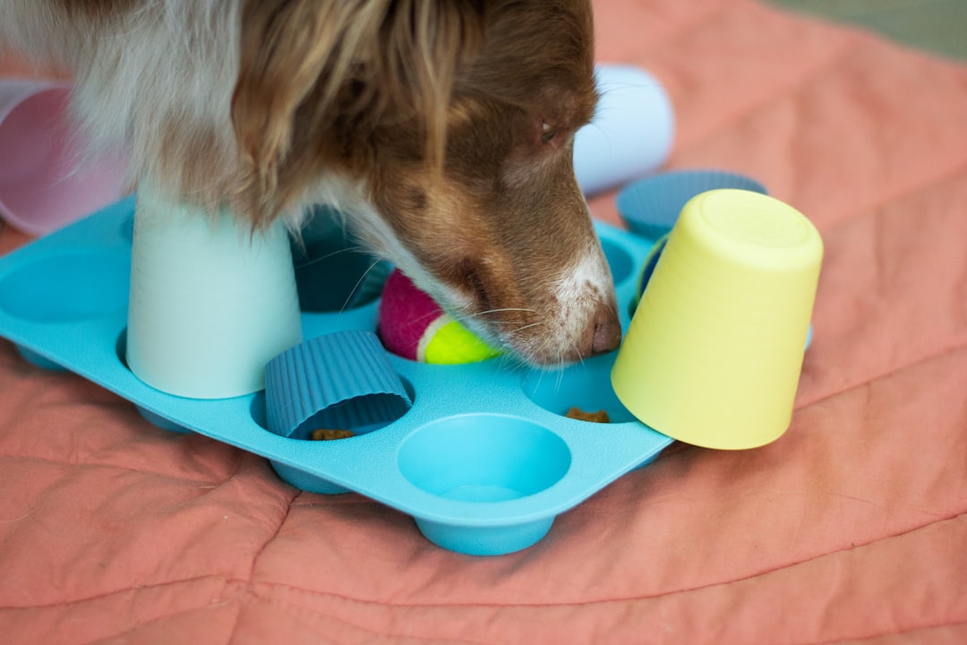 Photo Dog with medication