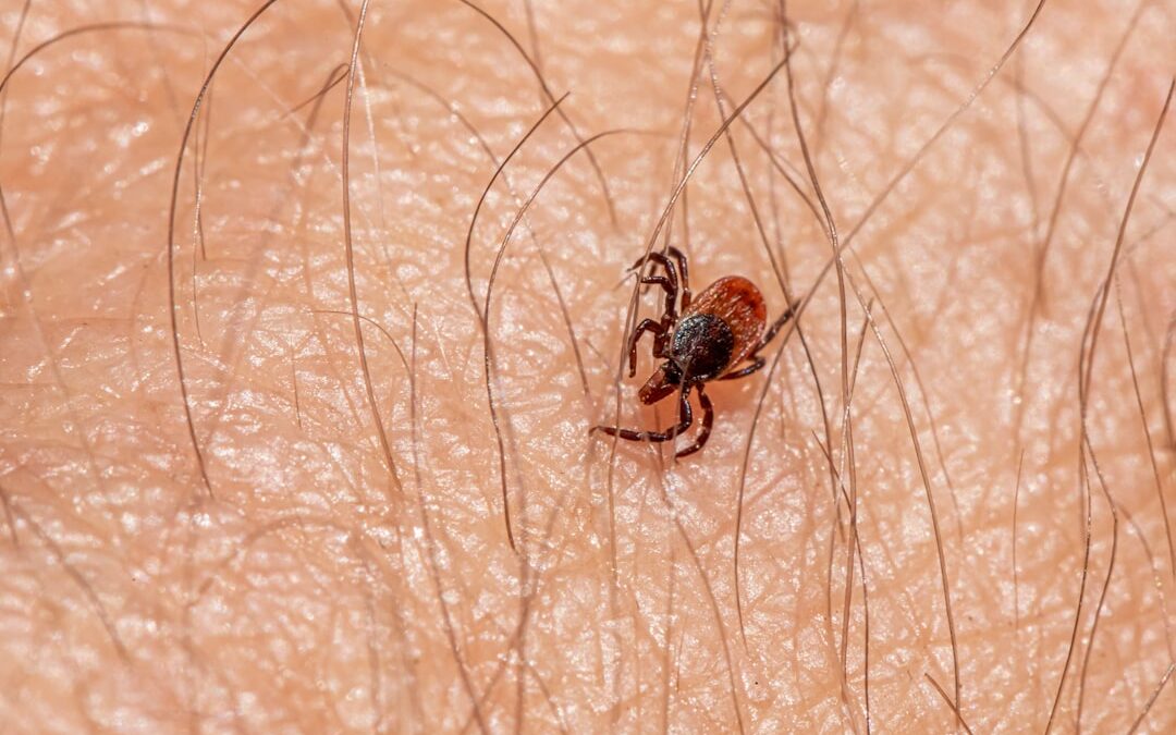 Photo Tick repellent