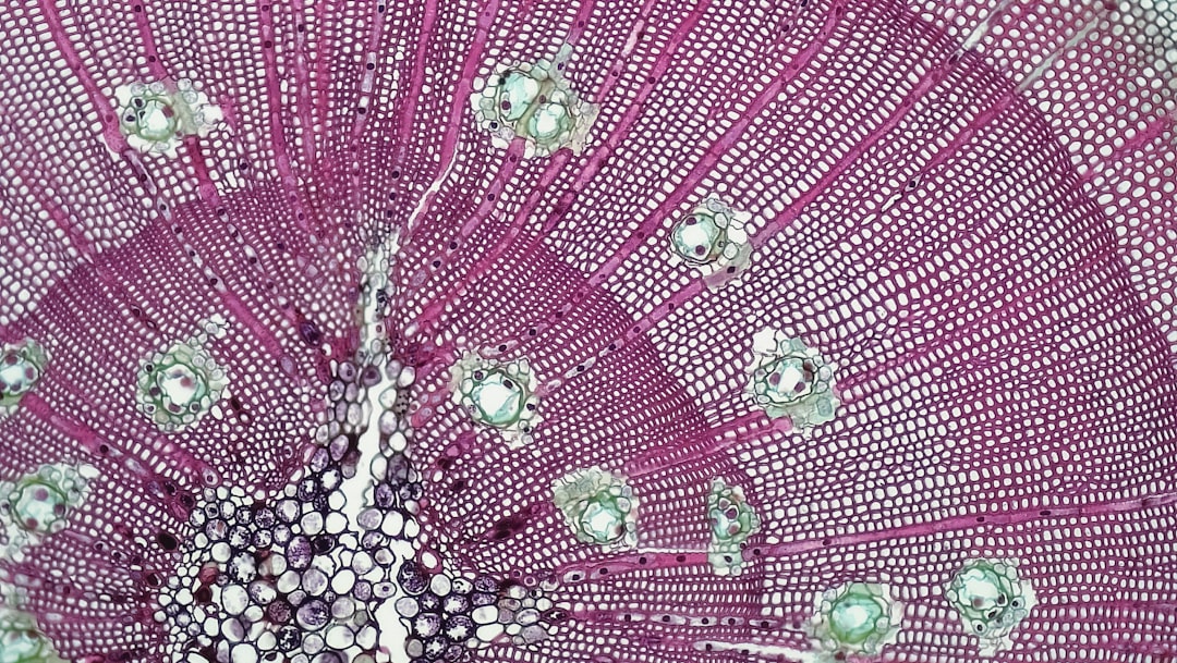 Photo Microscopic view