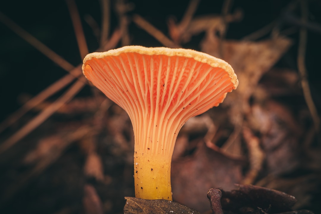 Photo Mushroom capsules