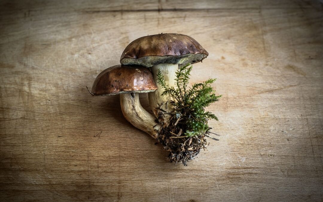 Photo Mushroom-shaped pills