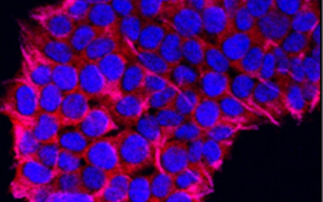 Photo Cell division
