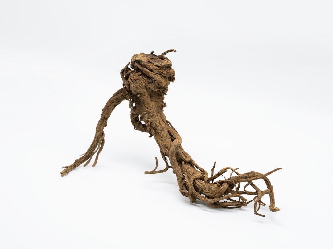 Photo Ginseng root
