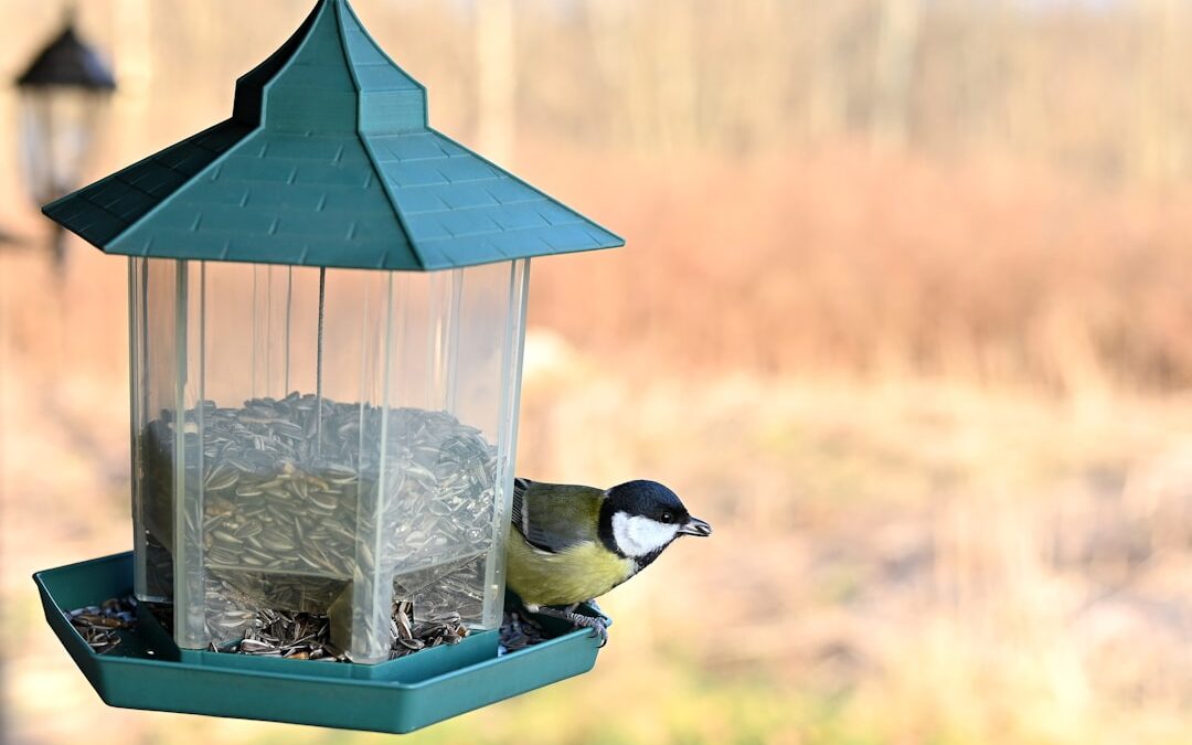 Photo Bird feeder