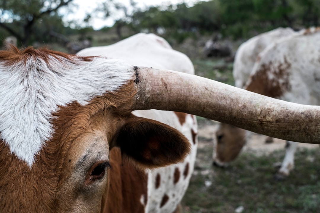 Photo Crossbreed cattle