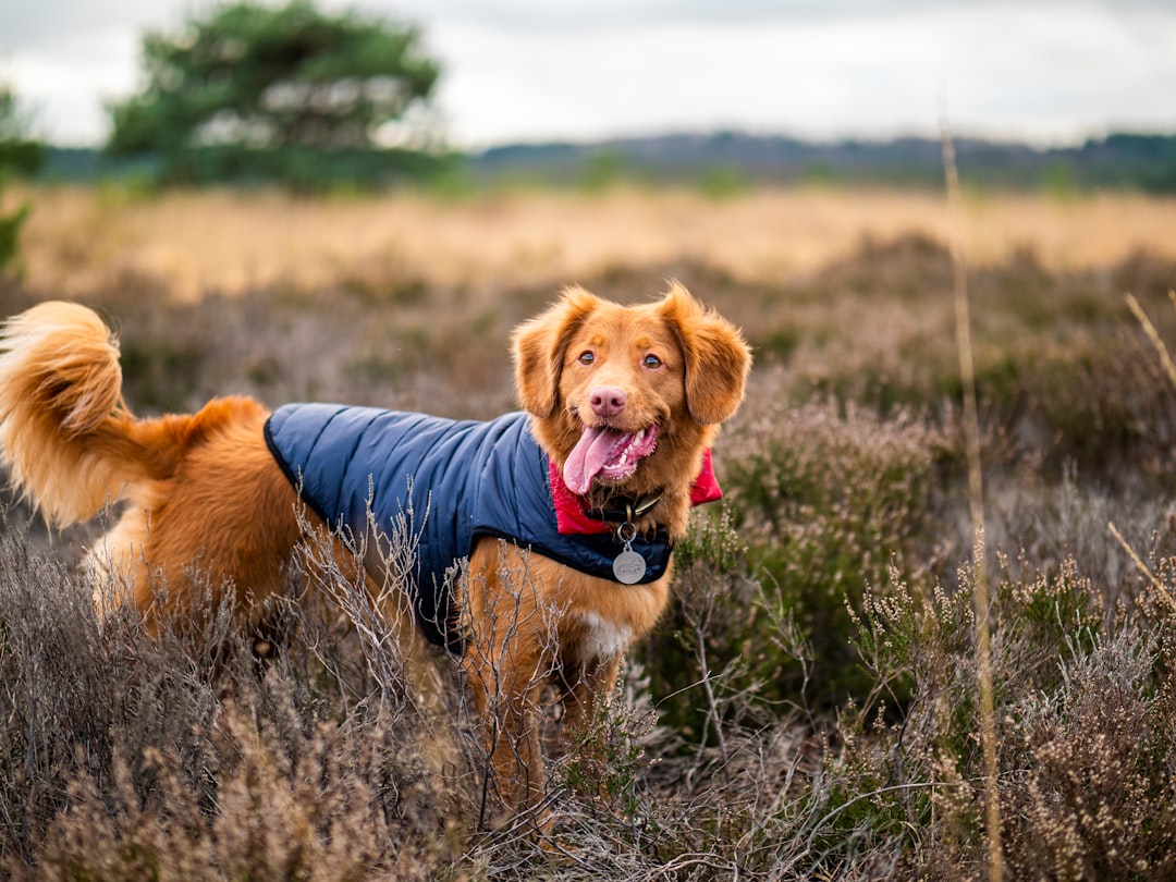 Photo Happy dogs