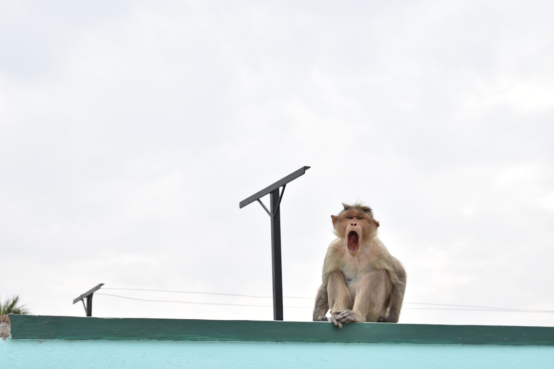 Photo Wildlife camera