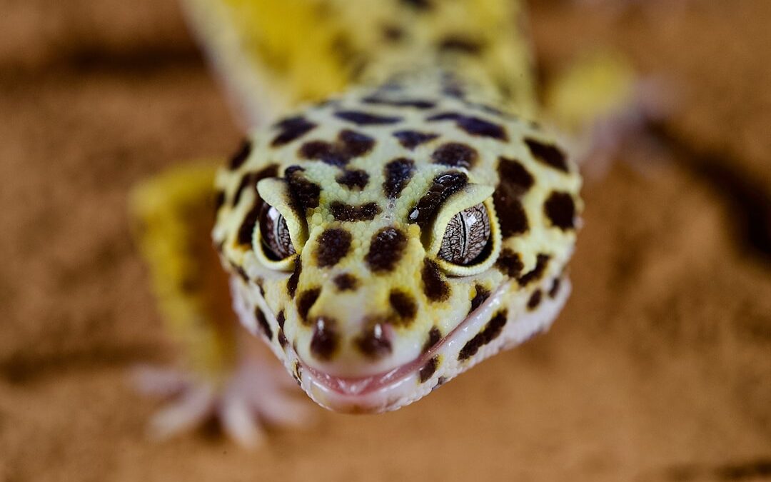 Photo Gecko footpad