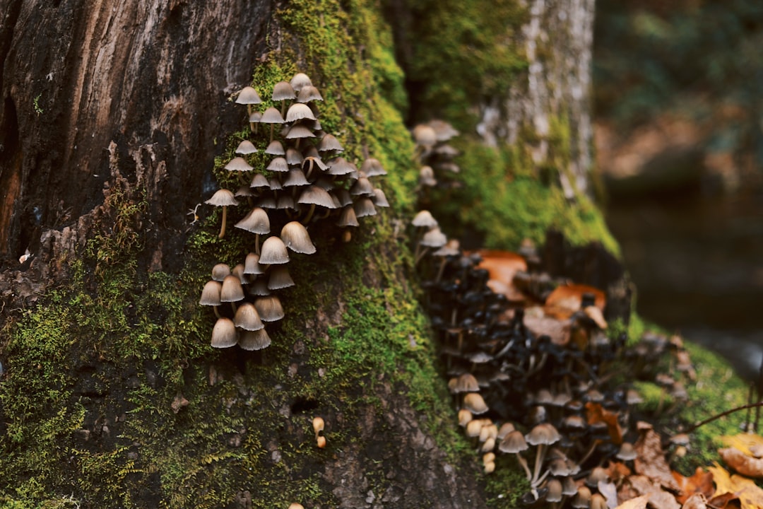 Photo Mushroom extract
