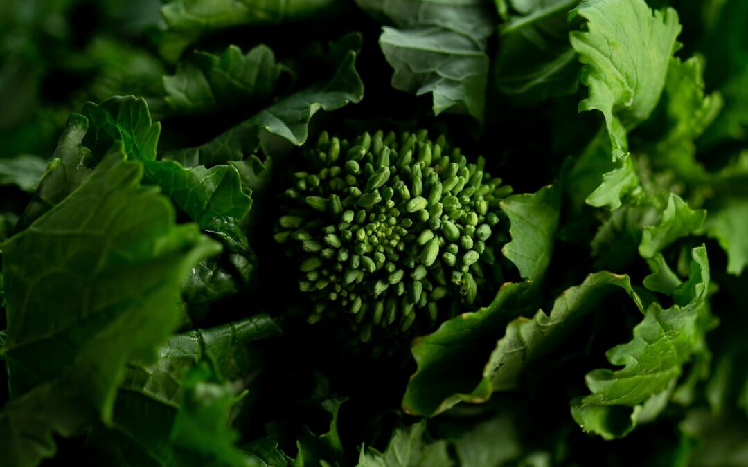 Photo Green vegetables