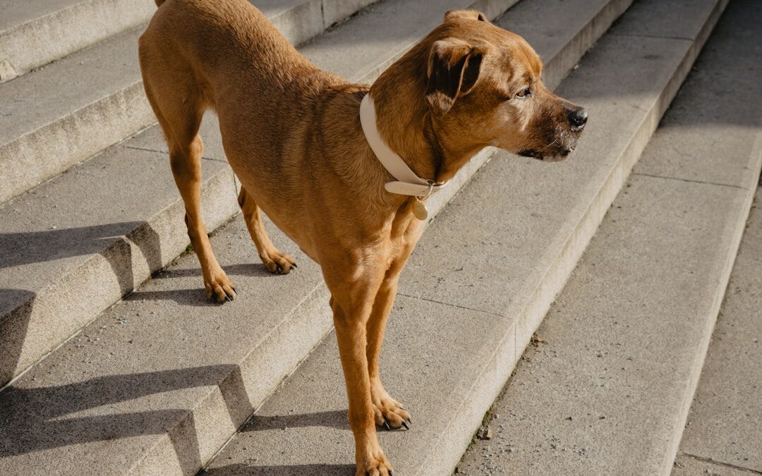 Prosztatarák és tesztoszteron: összefüggések és kockázatok