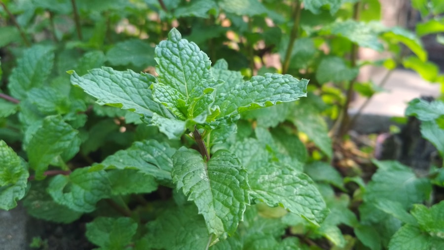 Photo "Treatment of canker sores with herbs"