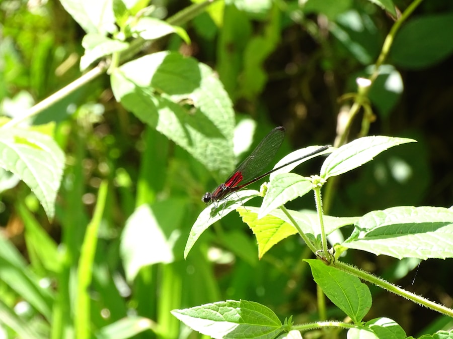 Photo Red pimple