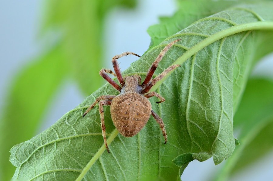 Photo "Incubation period of tick-borne meningitis"