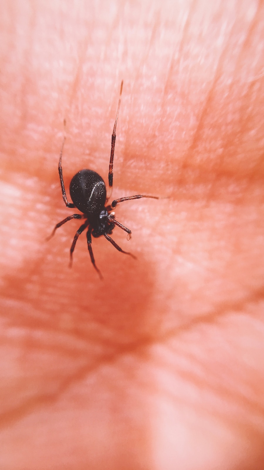 Photo Tick-borne encephalitis