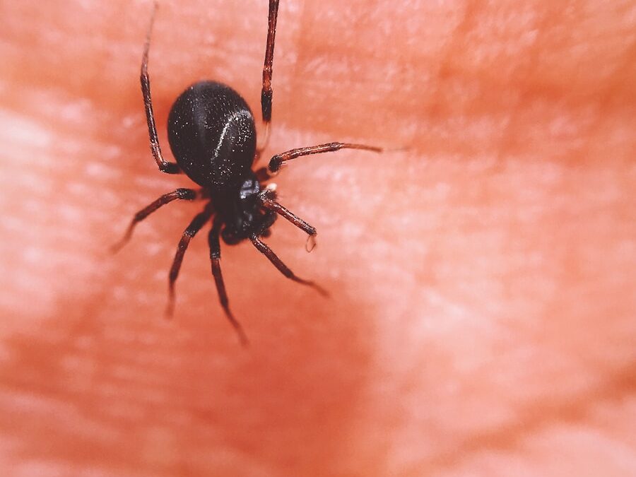 Photo Tick-borne meningitis