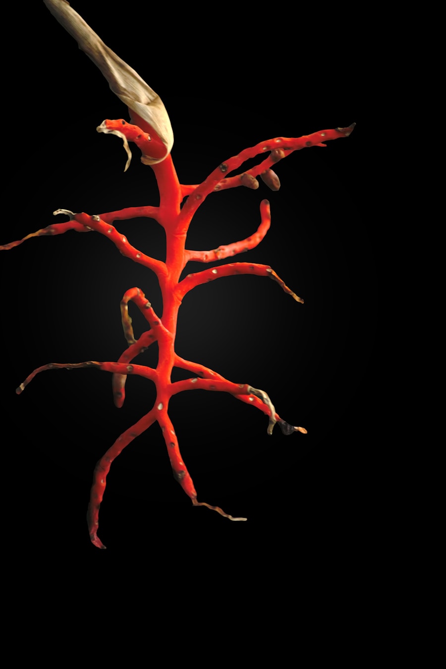 Photo "Prevention of aneurysm rupture"