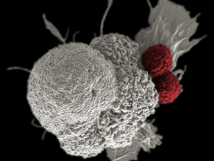 Photo Hematopoiesis