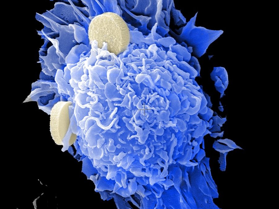 Photo Immunology