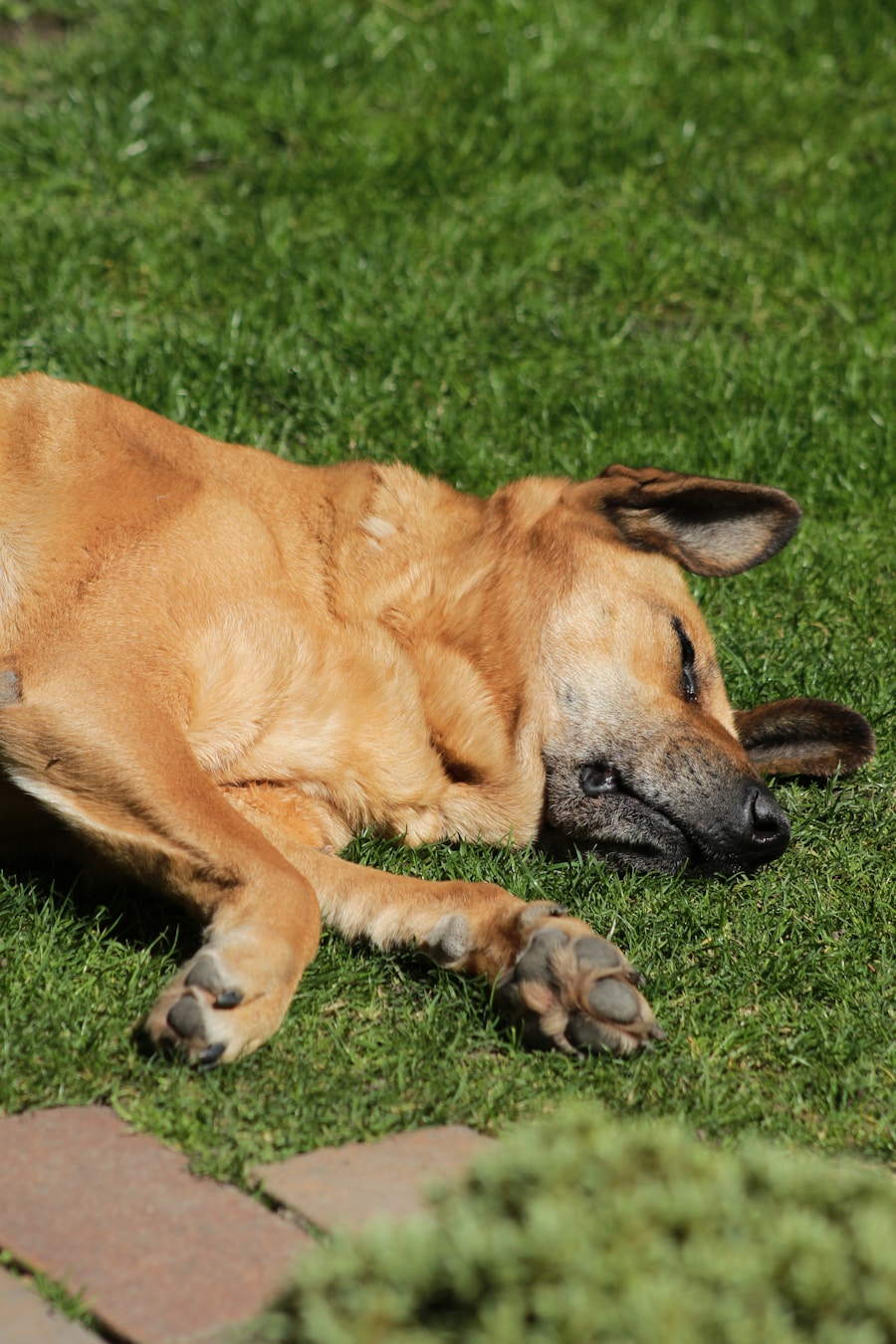 Photo Symptoms of angiosarcoma