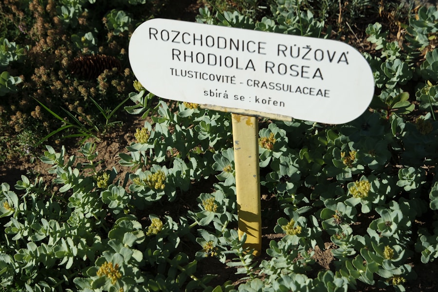 Photo "arcideg zs&aacute;ba" translates to "trigeminal neuralgia" in English
