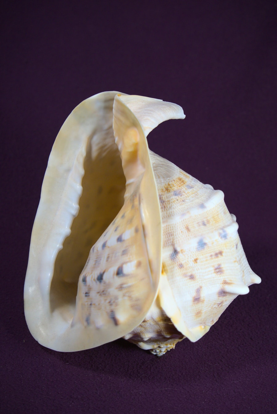Photo Myocardium