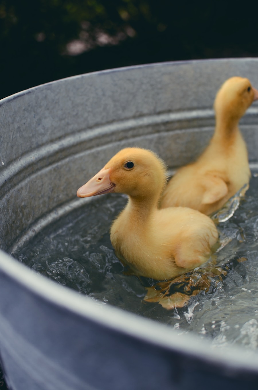 Photo "Campylobacter infection and water sources"