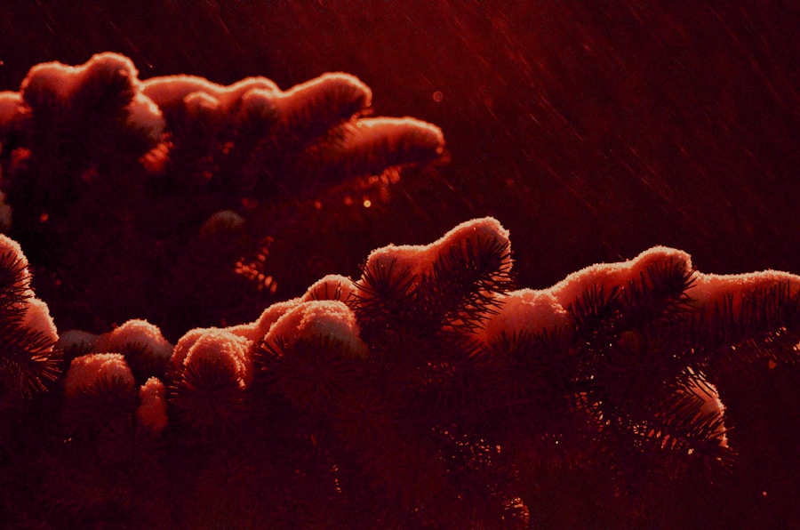 Photo "Campylobacter infection and animals"