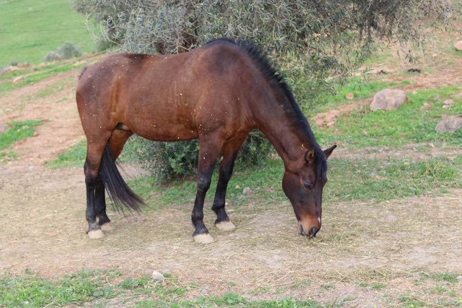 Photo "Diagnosis of balanitis and phimosis"