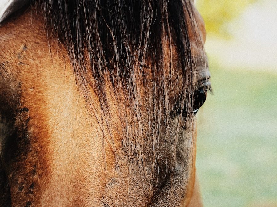 Photo "Complications of balanitis and phimosis"