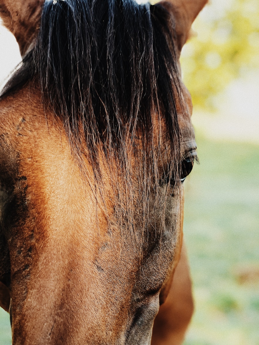 Photo "Complications of balanitis and phimosis"