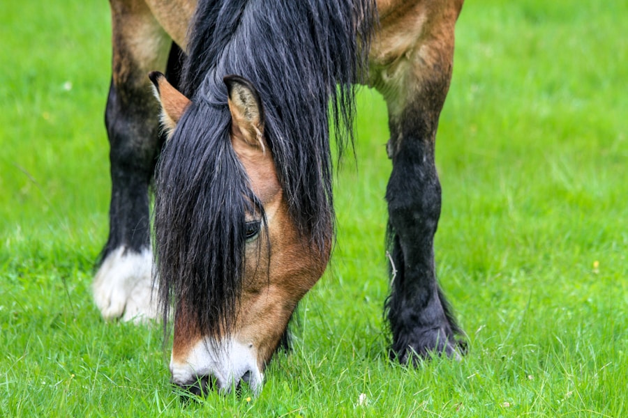 Photo "Treatment options for balanitis and phimosis"