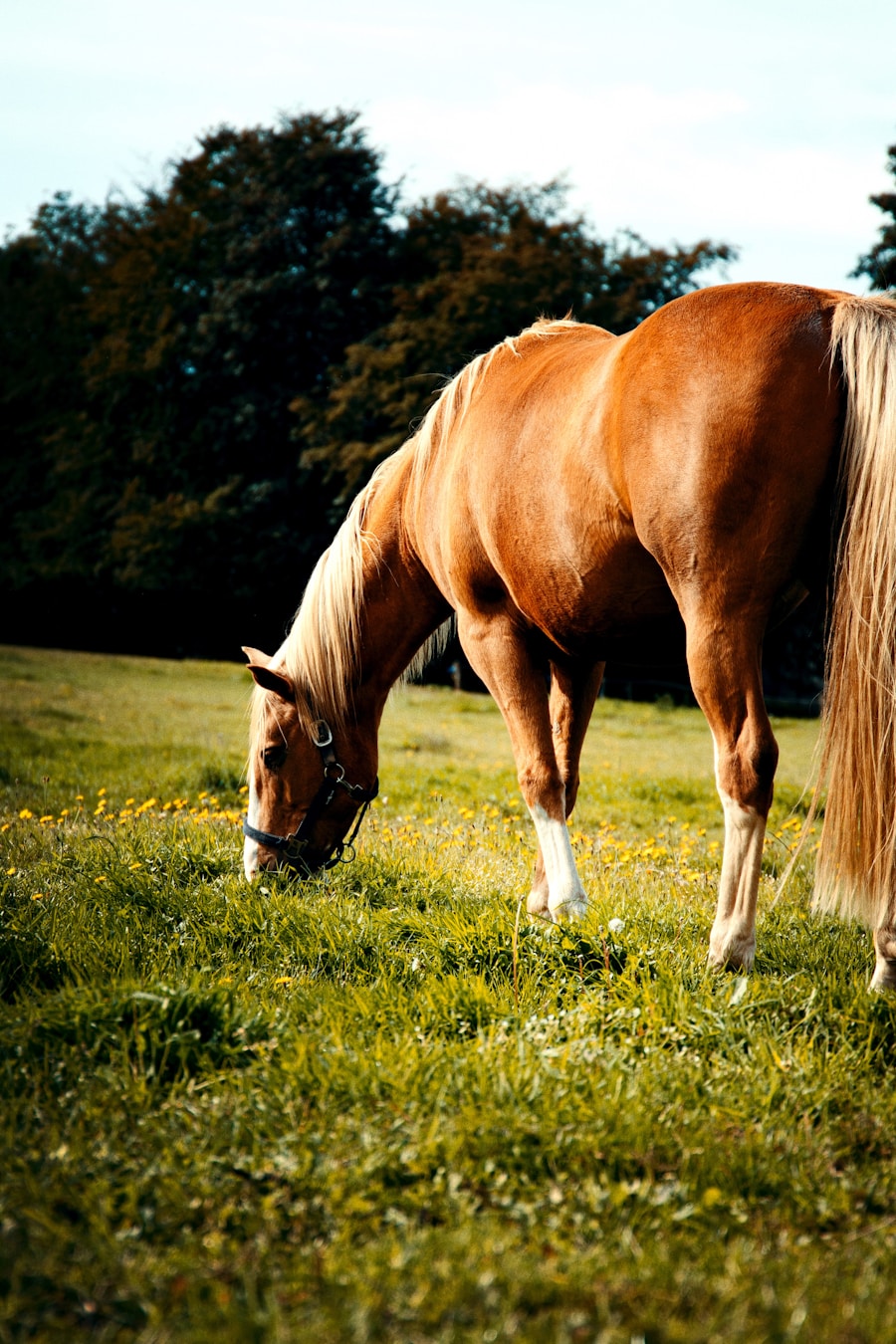 Photo "Treatment of balanitis and phimosis"