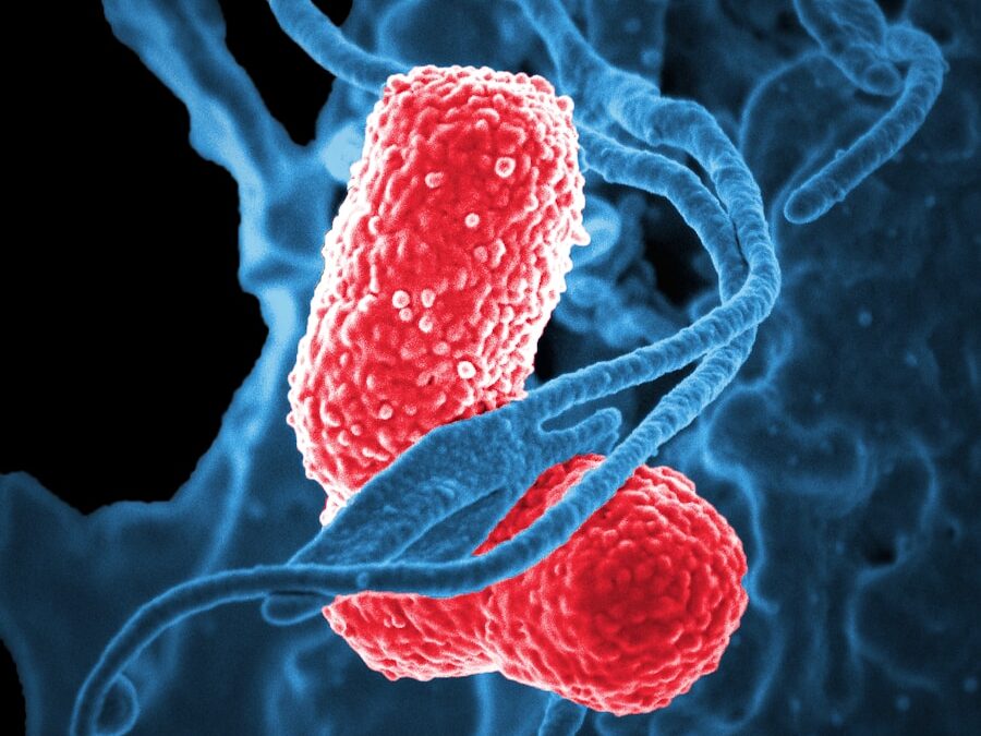 Photo Treatment of Campylobacter infection