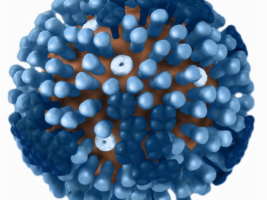 Photo "Dangers of calicivirus infection"