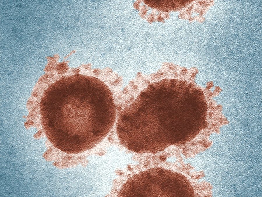 Photo Diagnosis of calicivirus infection