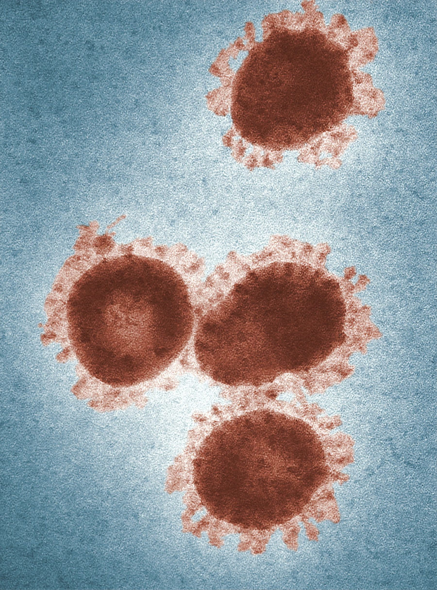 Photo Diagnosis of calicivirus infection