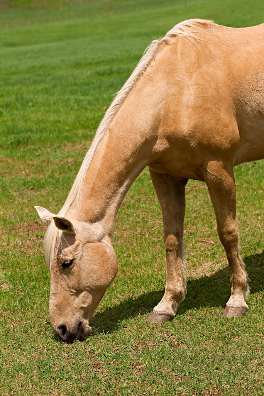 Photo Symptoms of Bechterews disease