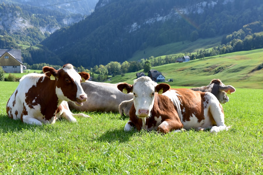 Photo "Prevention of brucellosis"